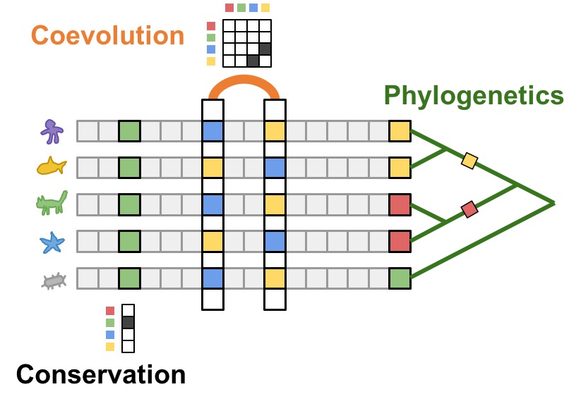 Coevolution, conservation, and phylogenetics: a unified model of protein evolution.