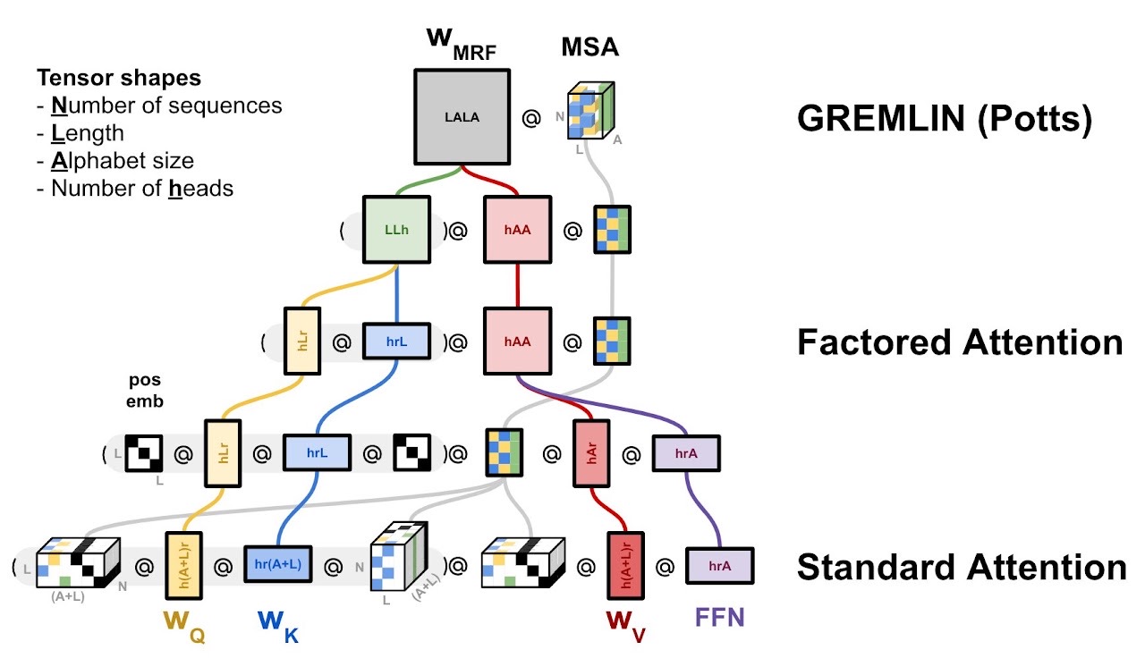 Learning the MRF (GREMLIN / Potts) through factored and standard attention.