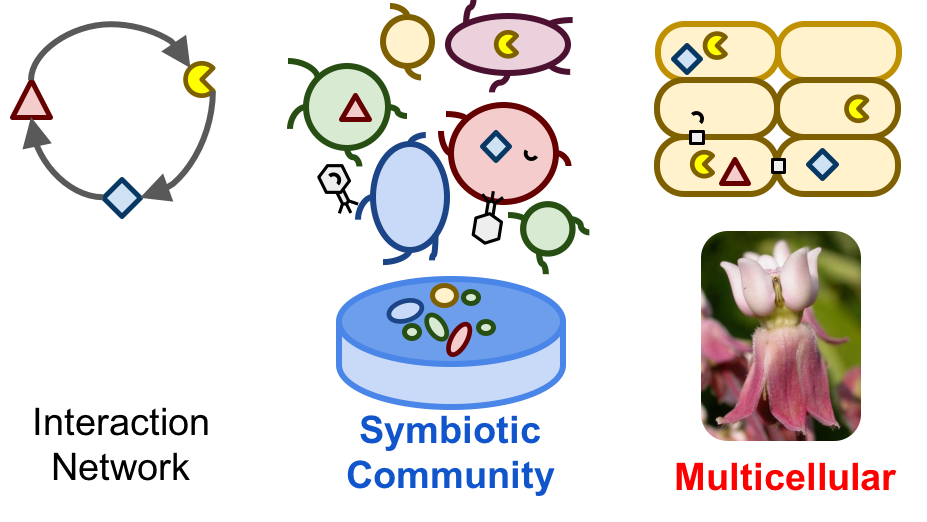 Interaction networks, symbiotic communities, and the evolution of multicellularity.